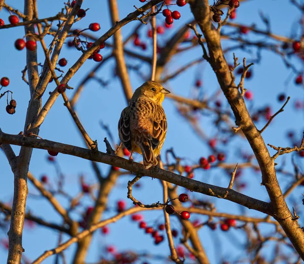 Πουλί Της Κίτρινης Emberiza Citrinella Σκαρφαλωμένο Στο Θάμνο Hawthorn — Φωτογραφία Αρχείου