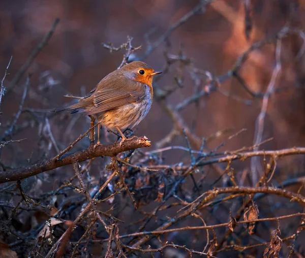 Robin Europeo Erithacus Rubecula Encaramado Arbusto Por Noche — Foto de Stock