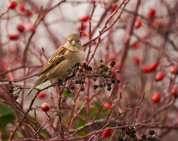 Vanlig Sparv Uppflugen Briar Buske Med Frukter Vintern — Stockfoto