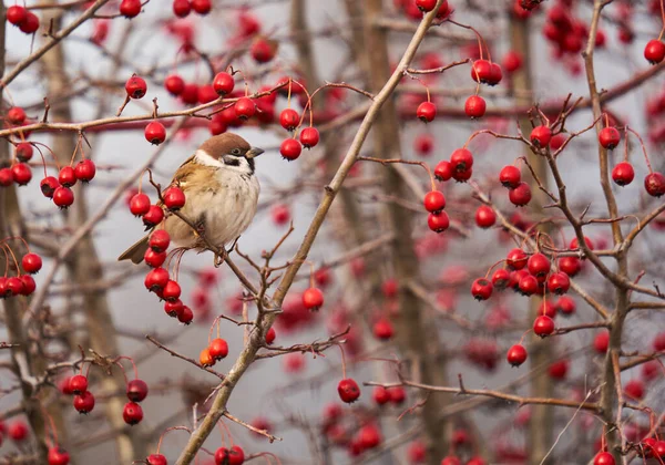 冬に果実を持つ短冊状の茂みに群生するスズメ — ストック写真