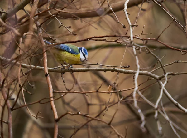Blue Tit Parus Caeruleus Perched Twig — Stockfoto