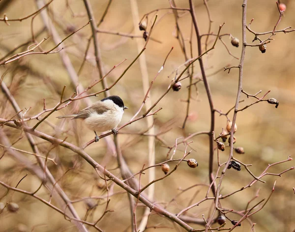 Grey Tit Melaniparus Afer Perched Twig —  Fotos de Stock