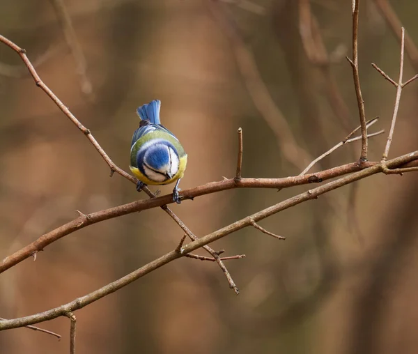 Blue Tit Parus Caeruleus Perched Twig — Stockfoto