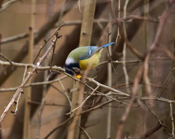 Blue Tit Parus Caeruleus Perched Twig — Stock Photo, Image