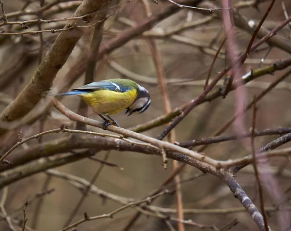 Blue Tit Parus Caeruleus Perched Twig — стоковое фото