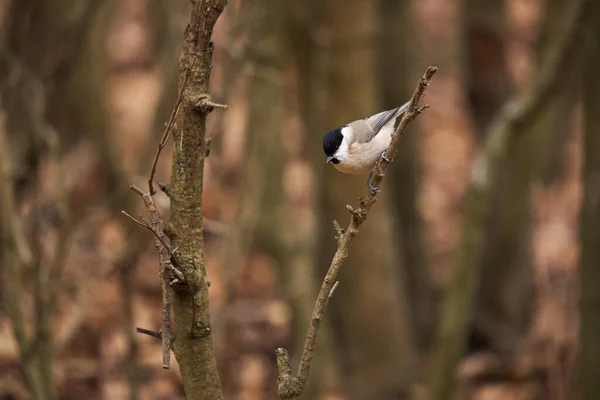 Grey Tit Melaniparus Afer Perched Twig — Photo