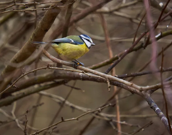 Blue Tit Parus Caeruleus Perched Twig — 스톡 사진