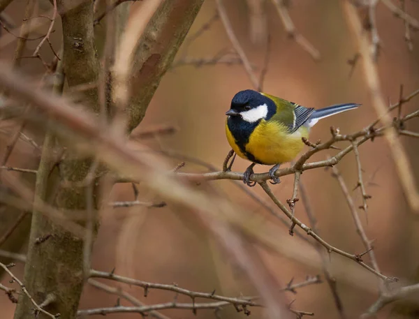 Great Tit Bird Parus Major Forest — 스톡 사진