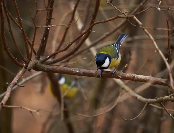 Great Tit Bird Parus Major Forest — Photo
