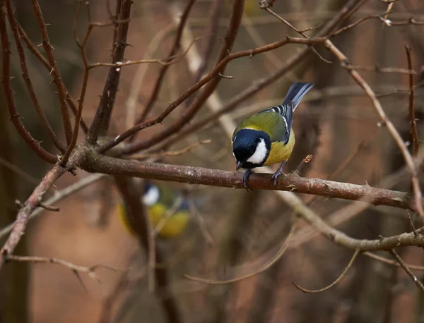 Great Tit Bird Parus Major Forest — стоковое фото