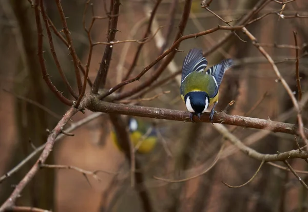 Great Tit Bird Parus Major Forest — Stockfoto