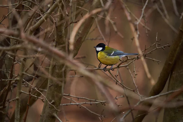Great Tit Bird Parus Major Forest — Zdjęcie stockowe