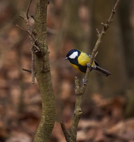 Great Tit Bird Parus Major Forest — 스톡 사진