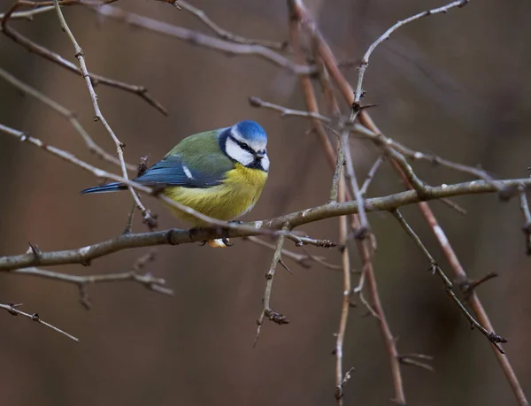 Blue Tit Parus Caeruleus Perched Twig — 스톡 사진