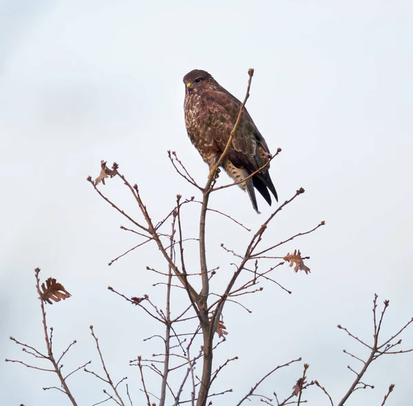 Buzzard Buteo Buteo Dravý Pták Usazený Vrcholku Stromu — Stock fotografie