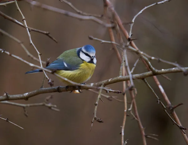 Blue Tit Parus Caeruleus Perched Twig Royalty Free Εικόνες Αρχείου