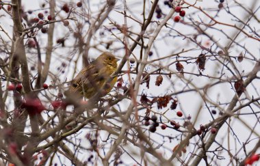 Sarı Çekiç Kuşu, Emberiza Citrinella, Briar çalılarının üzerine tünemiş
