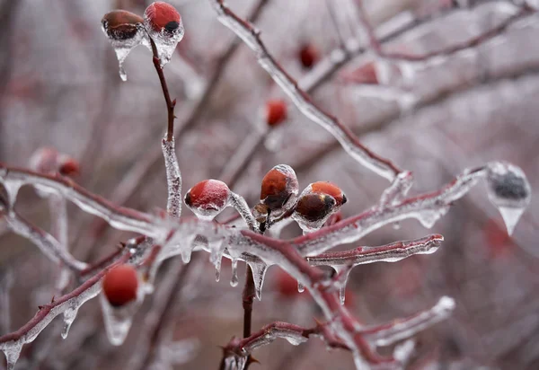 Macro Frozen Briar Bush Early Winter — 图库照片