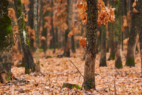 Morning Winter Oak Forest Snow Freezing Cold — Stock Photo, Image