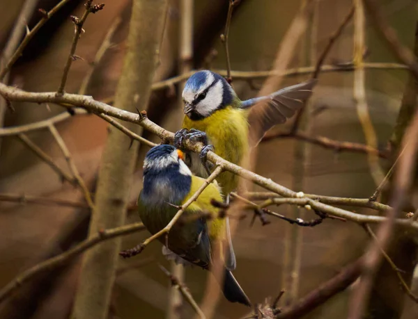 Tetta Azzurra Parus Caeruleus Appollaiata Ramoscello — Foto Stock