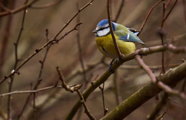 Blue Tit Parus Caeruleus Perched Twig — Stock Photo, Image