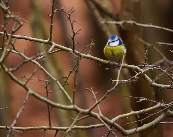 Blaumeise Parus Caeruleus Hockt Auf Einem Zweig — Stockfoto