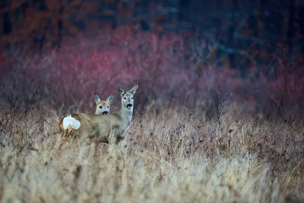 European Roe Deer Prairie Early Winter — Stockfoto