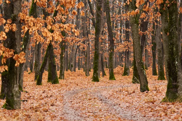 Ranní Zima Dubovém Lese Žádný Sníh Jen Mrazivý Chlad Stock Fotografie