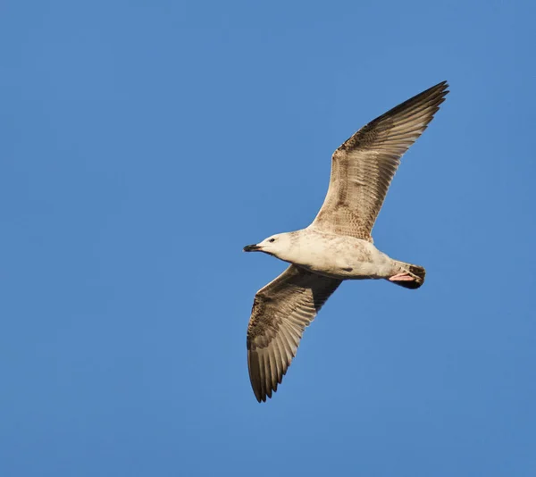 Gabbiano Volo Contro Cielo Blu — Foto Stock