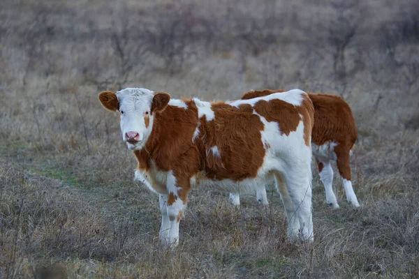 Very Young Spotted Calf Pasture — Stockfoto