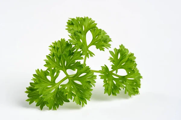 Detailed Macro Parsley Leaf Isolated White Background — Stockfoto