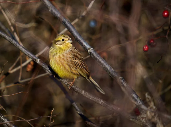 イエローワマー鳥エンベリーザ シチネッラは サンザシの茂みに覆われています — ストック写真