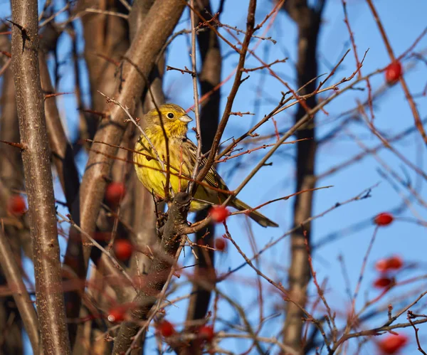 Gulhornsfågel Emberiza Citrinella Sittande Hagtornsbuske — Stockfoto