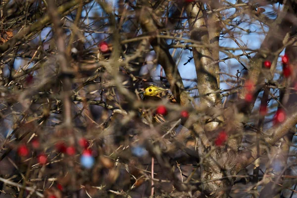 Πουλί Της Κίτρινης Emberiza Citrinella Σκαρφαλωμένο Στο Θάμνο Hawthorn — Φωτογραφία Αρχείου