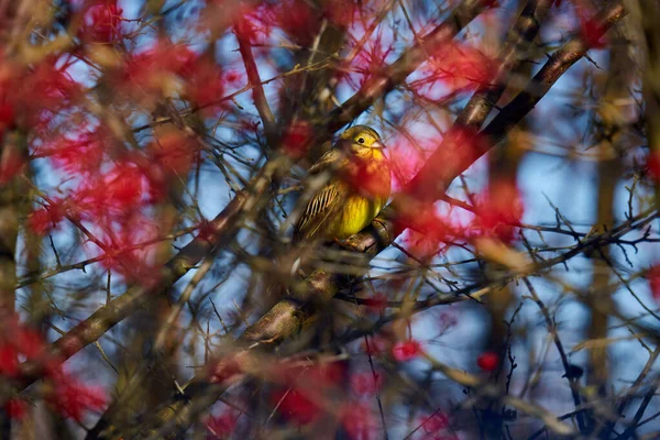 Yellowhammer Bird Emberiza Citrinella Perched Hawthorn Bush — Stockfoto