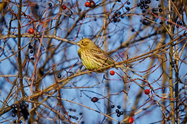 Sarı Çekiç Kuşu Emberiza Citrinella Dikenli Çalılara Tünedi — Stok fotoğraf