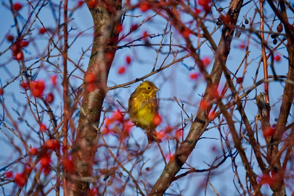 Yellowhammer Bird Emberiza Citrinella Neergestreken Meidoornstruik — Stockfoto