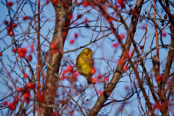 イエローワマー鳥エンベリーザ シチネッラは サンザシの茂みに覆われています — ストック写真