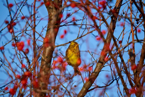 Gulhornsfågel Emberiza Citrinella Sittande Hagtornsbuske — Stockfoto