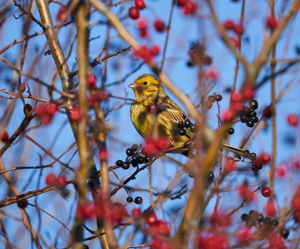 Πουλί Της Κίτρινης Emberiza Citrinella Σκαρφαλωμένο Στο Θάμνο Hawthorn — Φωτογραφία Αρχείου