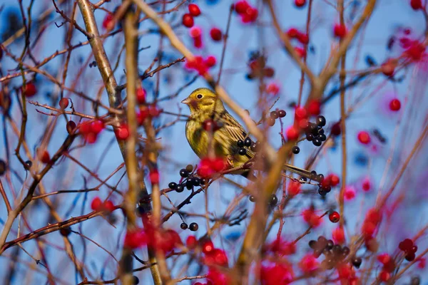 黄锤鸟 Emberiza Citrinella 栖息在山楂灌木上 — 图库照片