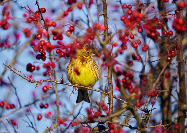 イエローワマー鳥エンベリーザ シチネッラは サンザシの茂みに覆われています — ストック写真