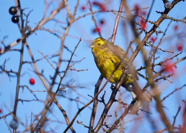 Sarı Çekiç Kuşu Emberiza Citrinella Dikenli Çalılara Tünedi — Stok fotoğraf