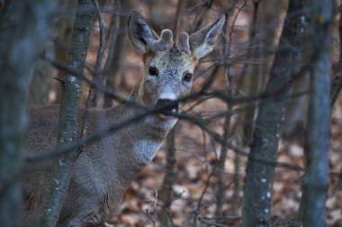 Ormanda saklanan peluş boynuzları olan genç çaylak.