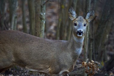 Yetişkin yumurta geyiği kışın ortasında ormanda saklanıyor.