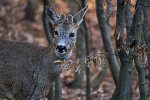 Νεαρός Roebuck Βελούδινα Κέρατα Που Κρύβονται Στο Δάσος — Φωτογραφία Αρχείου