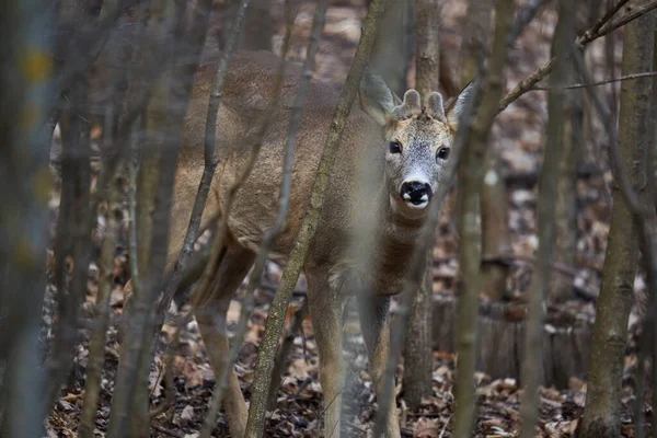 Giovane Capriolo Con Corna Peluche Che Nascondono Nella Foresta — Foto Stock