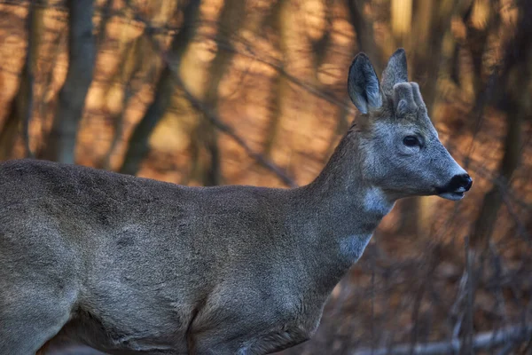 Jonge Roebuck Met Pluche Hoorns Verstopt Het Bos — Stockfoto