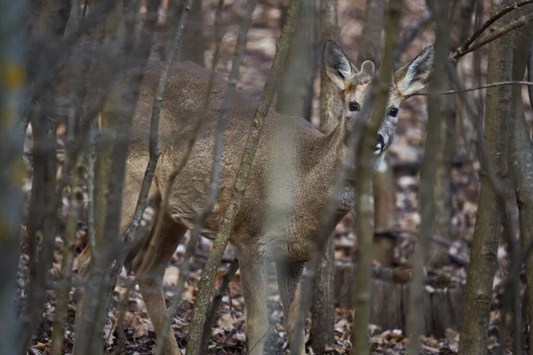 Νεαρός Roebuck Βελούδινα Κέρατα Που Κρύβονται Στο Δάσος — Φωτογραφία Αρχείου