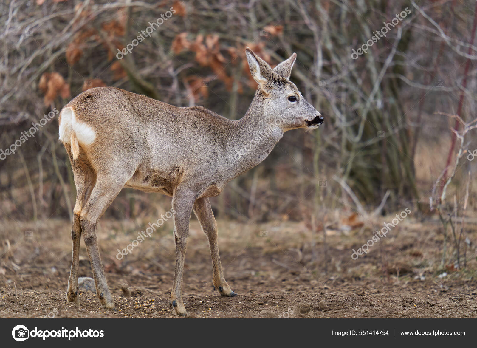 Corça na natureza selvagem em um campo